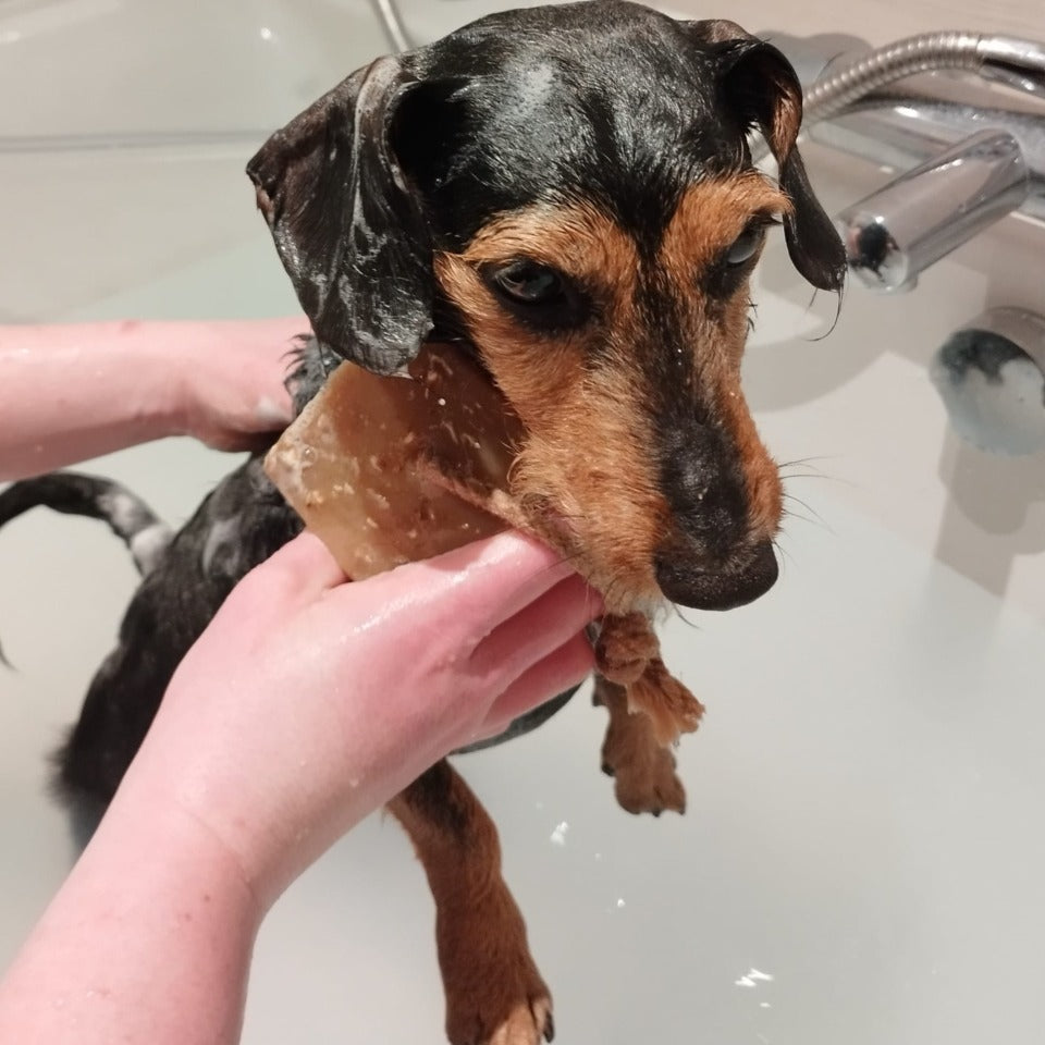 Dirty Dog Shampoo Bar being used on Teddy the dog
