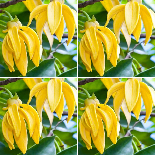 The Good Soap Ylang Ylang Moisturiser Bar