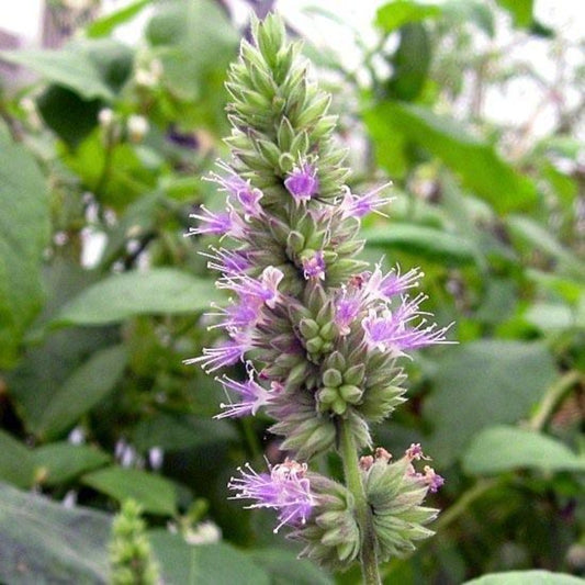 A Patchouli flower