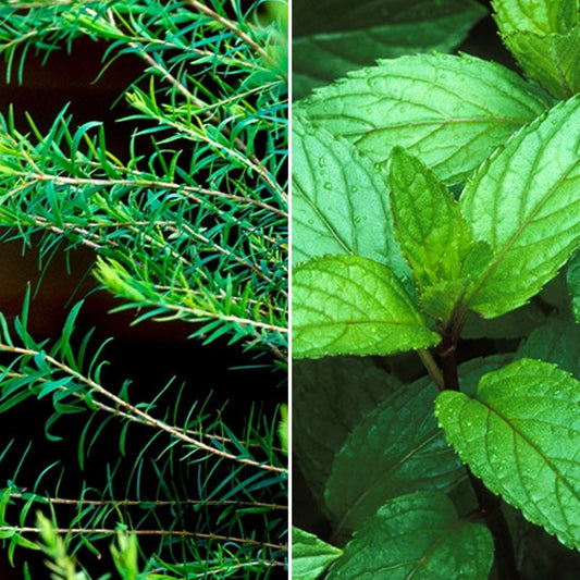 Tea Tree and Peppermint, ingredients in The Good Soap Peppermint and Tea Tree Soap Bar