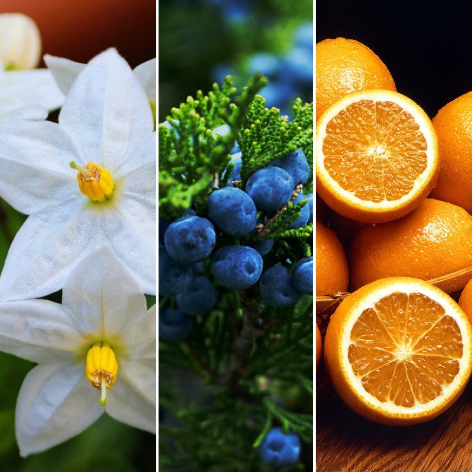 Jasmine flowers, juniper berries and oranges, ingredients in The Good Soap Jasmine, Juniper and Orange soap and shampoo bar