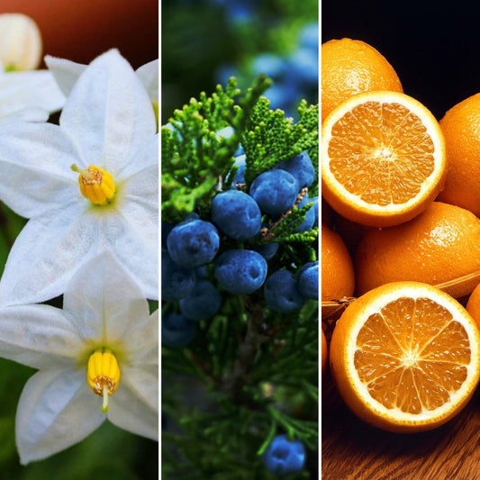 Jasmine flowers, juniper berries and oranges, ingredients in The Good Soap Jasmine, Juniper and Orange soap and shampoo bar