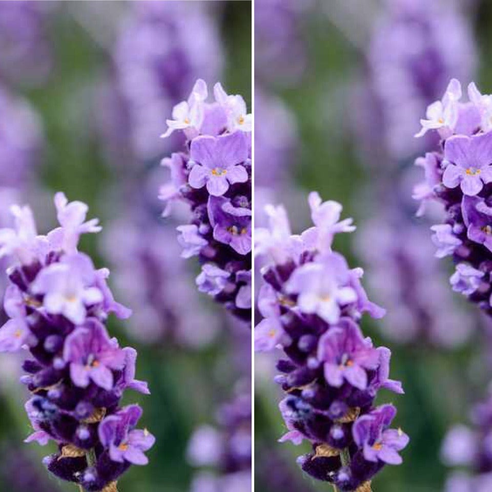 Sprigs of Lavender