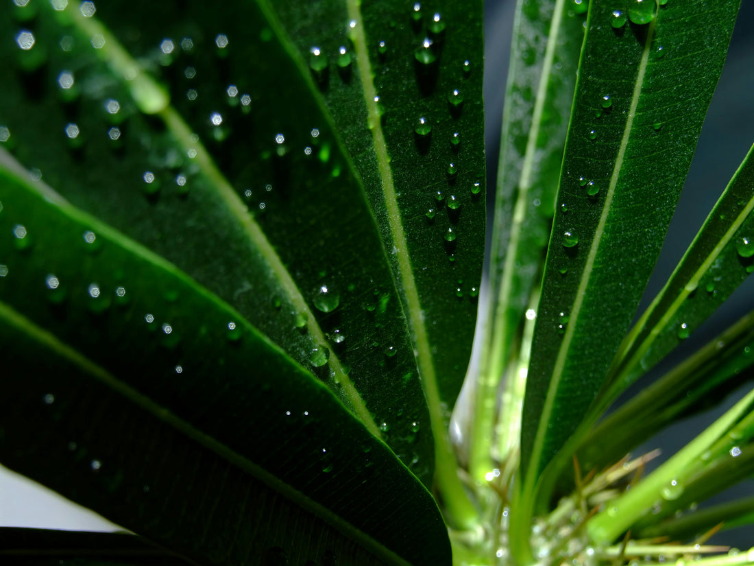 Aloe Vera Plant