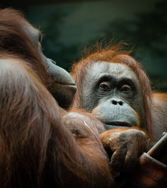 Why The Good Soap Is Palm Oil Free