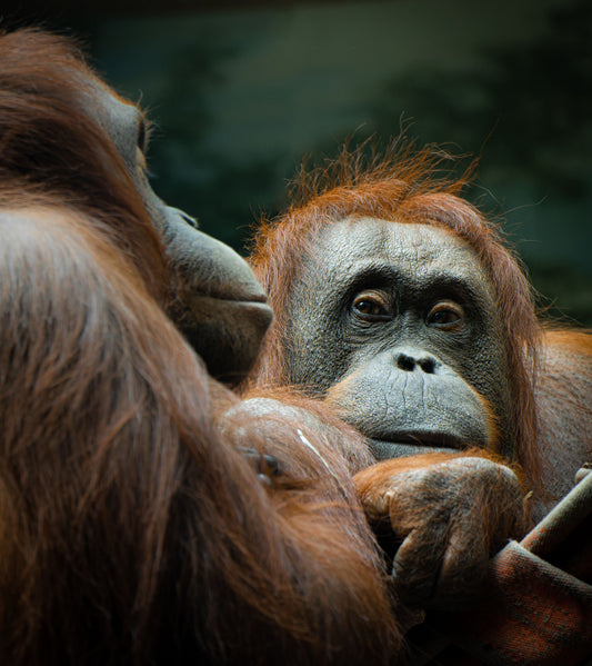 Why The Good Soap Is Palm Oil Free