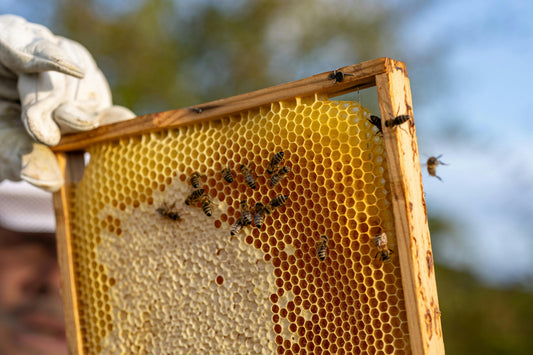Beeswax and Honeycomb