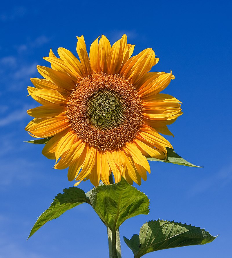 Sunflower oil shortage and it's impact