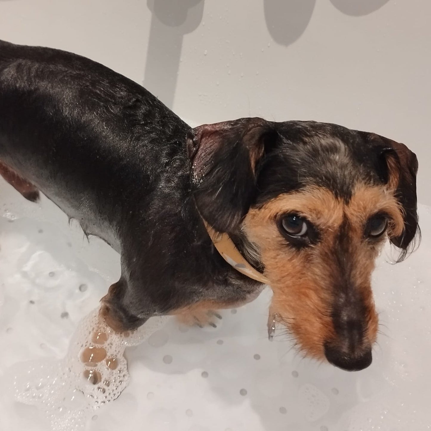 Dirty Dog Shampoo Bar being used on Teddy the dog