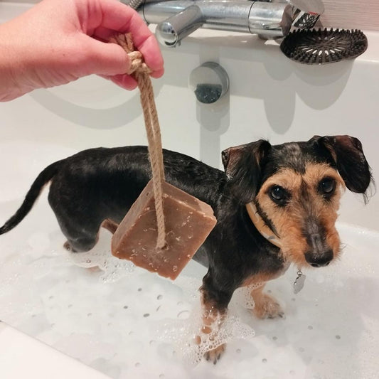 Dirty Dog Shampoo Bar being used on Teddy the dog