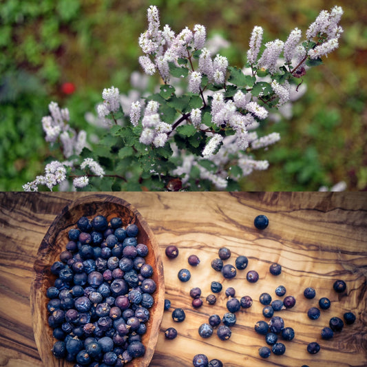 Myrrh and Juniper Skin Balm