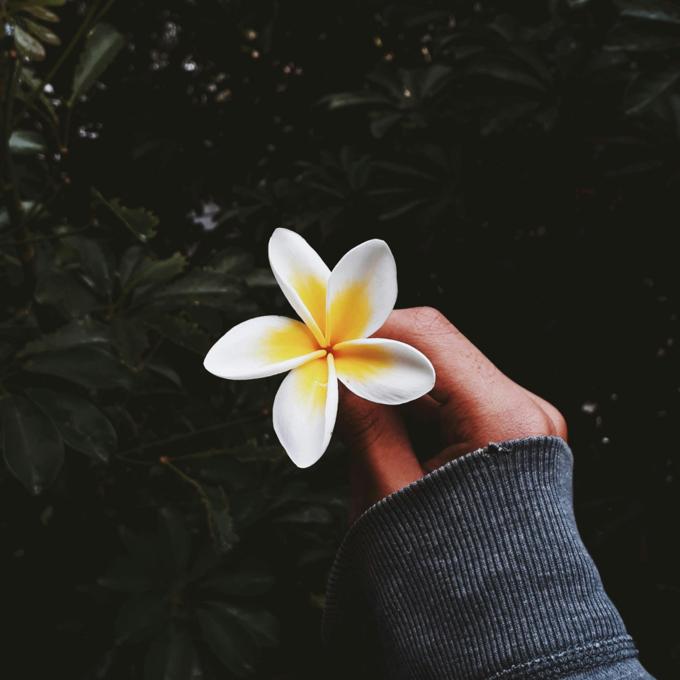 A pretty white and yellow frangipani flower