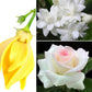 Ylang Ylang, Rose and Jasmine flowers used in The Good Soap natural deodorant bar in floral scent