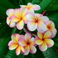 Frangipani Flowers