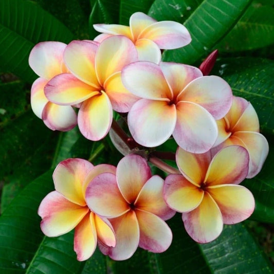 Frangipani Flowers