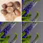 Nutmeg and Patchouli flowers, ingredients in The Good Soap warm patchouli skin balm