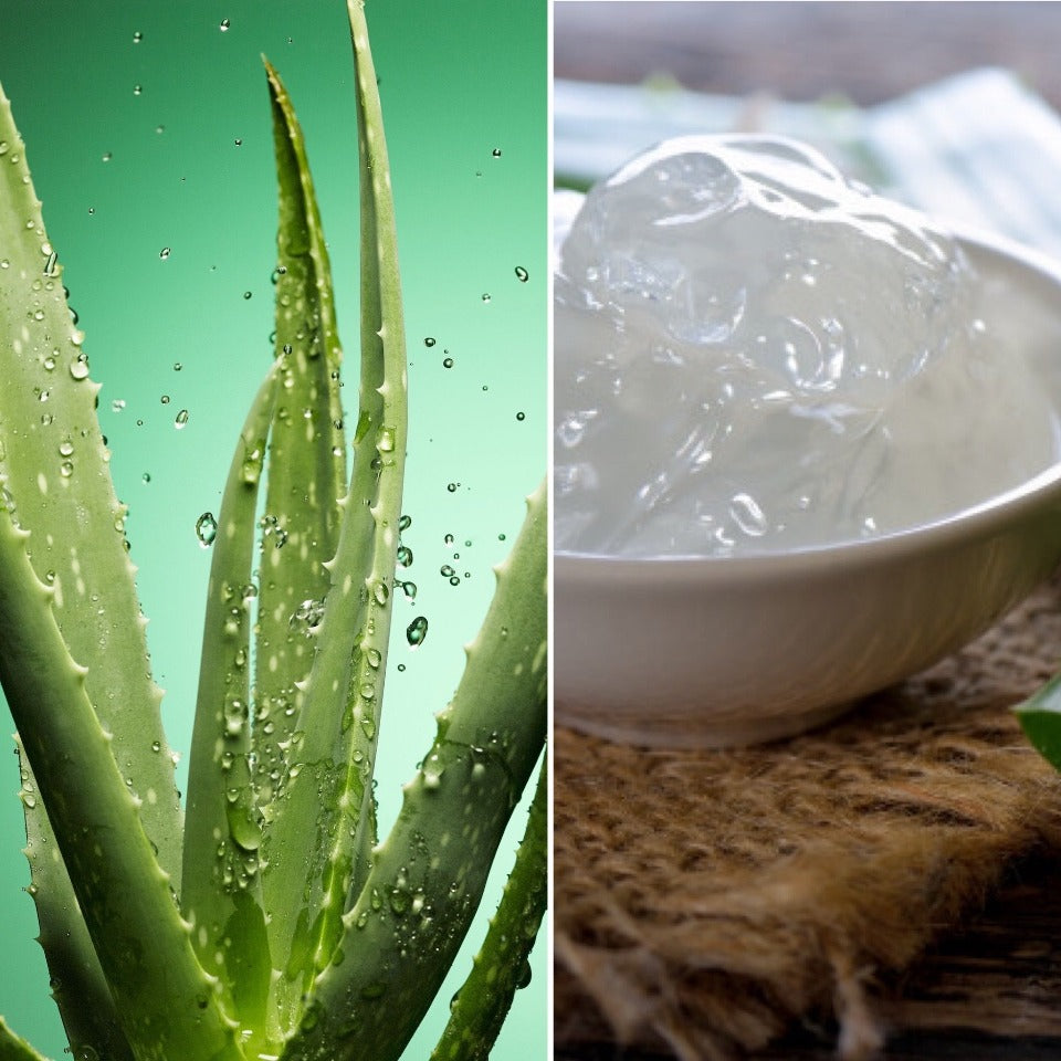 Aloe Vera plant and gel, ingredients for natural soap bar