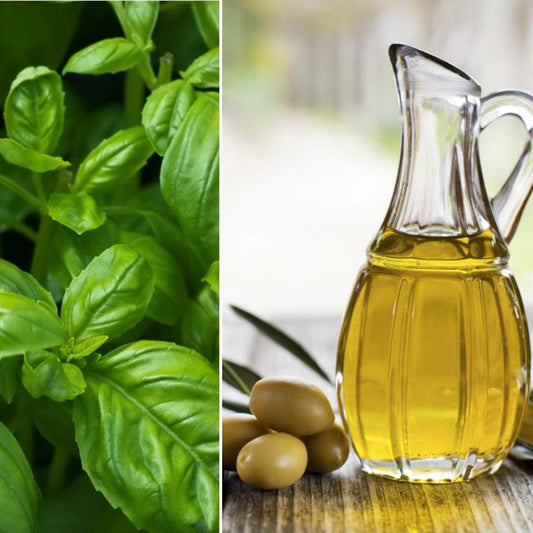 Some fresh basil and a bottle of olive oil. Used as ingredients in The Good Soap Olive Oil and Basil Soap and Shampoo Bar